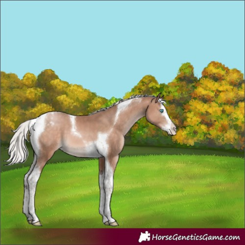 Horse Color:Silver Brown Pearl Mushroom Splash Tobiano Appaloosa 