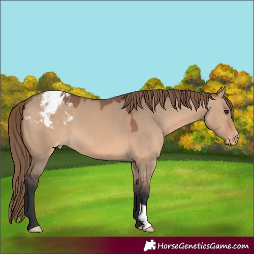 Horse Color:Bay Dun Mushroom Appaloosa 