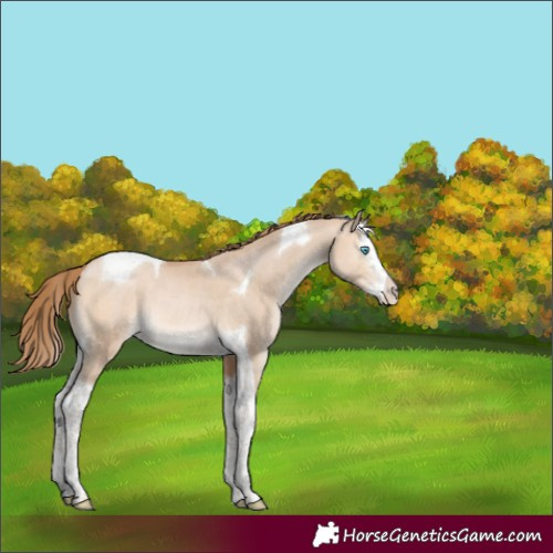 Horse Color:Bay Pearl Dun Mushroom Splash Tobiano 
