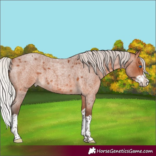 Horse Color:Silver Bay Roan Splash