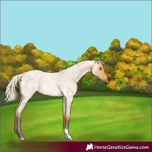 Horse Color:Silver Buckskin Roan Dun 