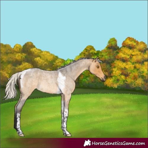 Horse Color:Silver Buckskin Roan Tobiano 