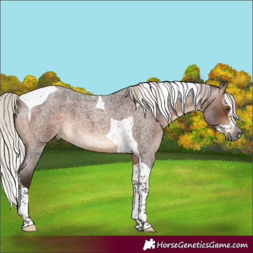 Horse Color:Gray Silver Brown Roan Splash Tobiano 