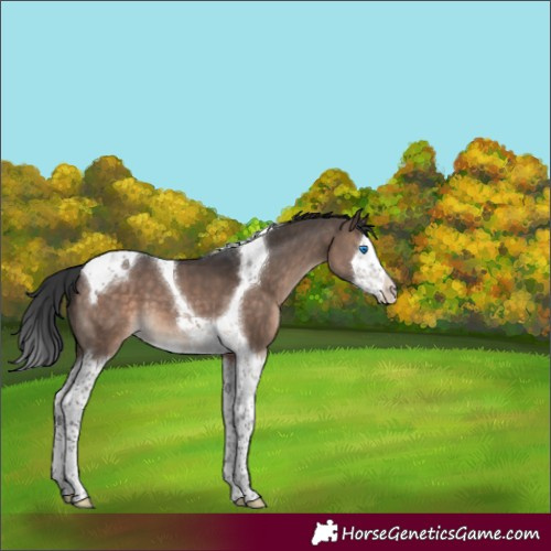 Horse Color:Brown Dun Mushroom Splash Tobiano 