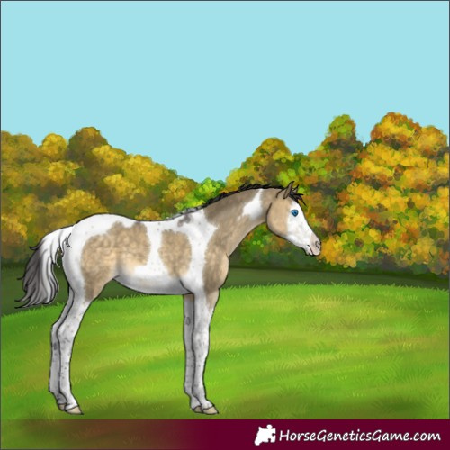Horse Color:Buckskin Dun Mushroom Splash Tobiano 