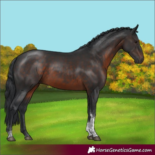 Horse Color:Brown Tobiano Rabicano 