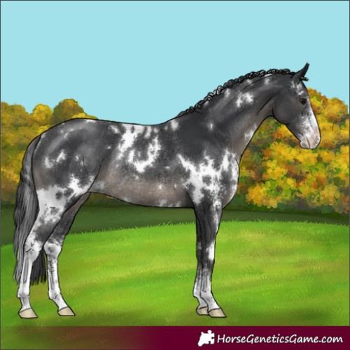 Horse Color:White Spotted Black Sabino Rabicano 
