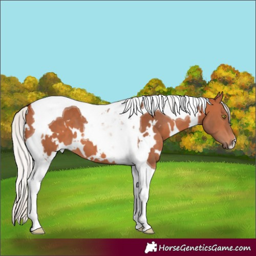Horse Color:White Spotted Silver Bay Tobiano