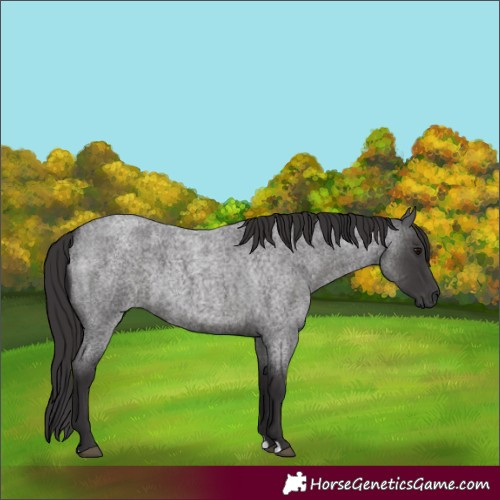 Horse Color:Smoky Blue Roan 