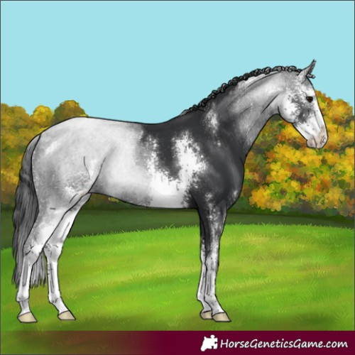 Horse Color:Black Sabino Rabicano 