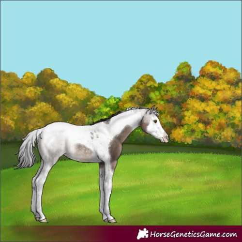 Horse Color:Brown Dun Splash Tobiano Rabicano 