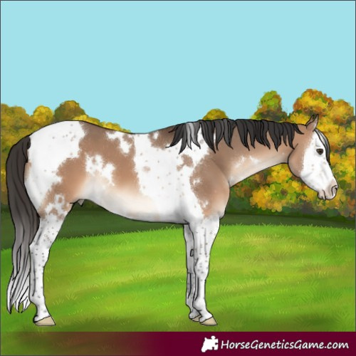 Horse Color:White Spotted Brown Dun Splash Tobiano