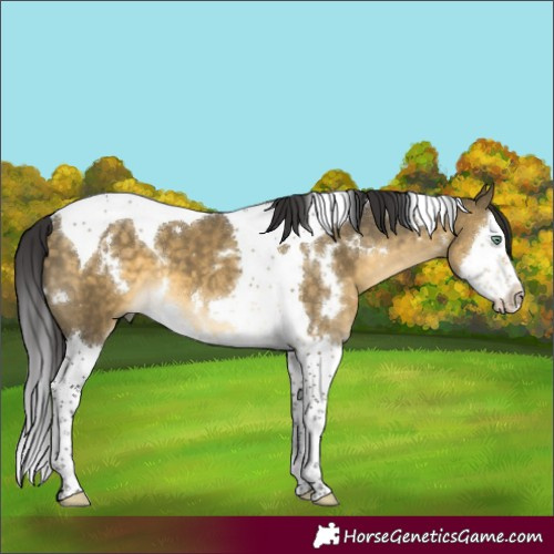 Horse Color:White Spotted Buckskin Dun Mushroom Splash Tobiano