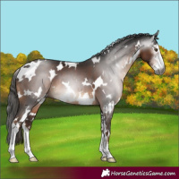 Horse Color:Gray White Spotted Liver Chestnut Sabino 