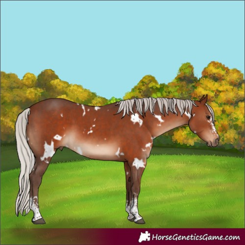 Horse Color:White Spotted Silver Brown Sabino