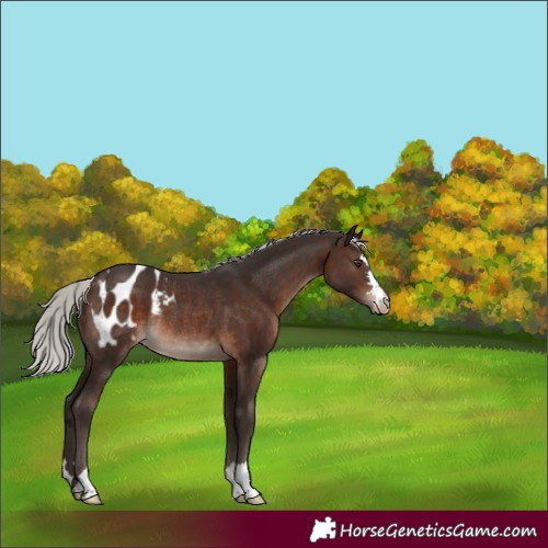 Horse Color:Silver Brown Blanket Rabicano