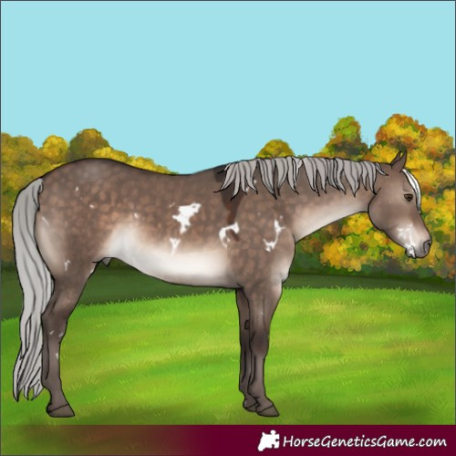 Horse Color:White Spotted Silver Brown Dun Mushroom Rabicano