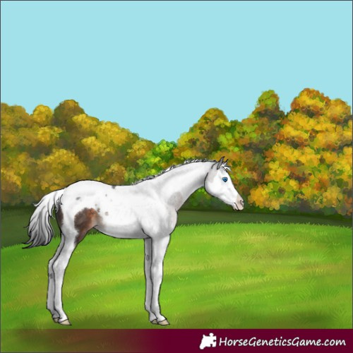 Horse Color:Brown Splash Tobiano
