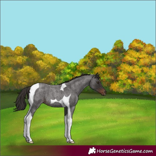 Horse Color:Liver Red Roan Tobiano 