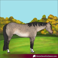 Horse Color:Brown Dun Tobiano 