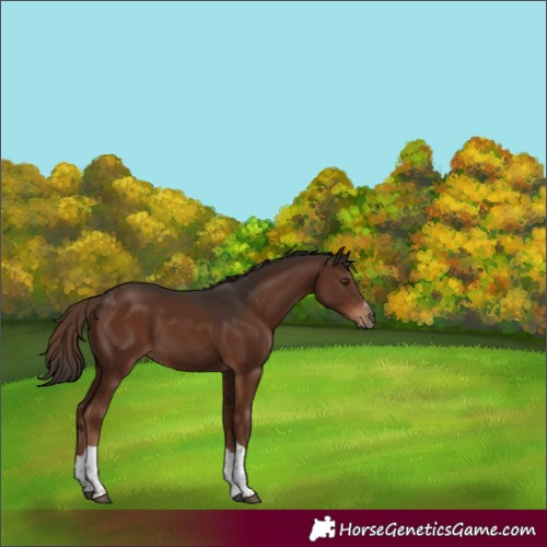 Horse Color:Liver Chestnut Tobiano