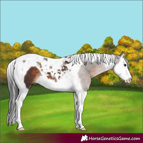 Horse Color:Brown Splash Tobiano