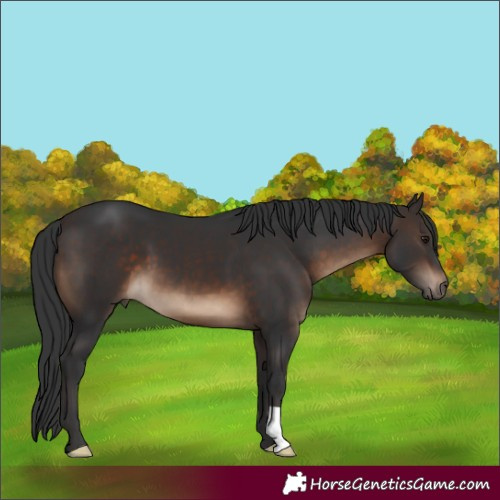 Horse Color:Brown 