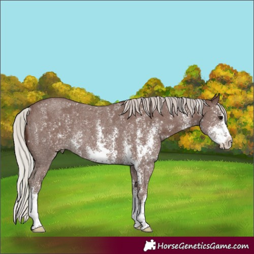 Horse Color:Silver Black Sabino Rabicano
