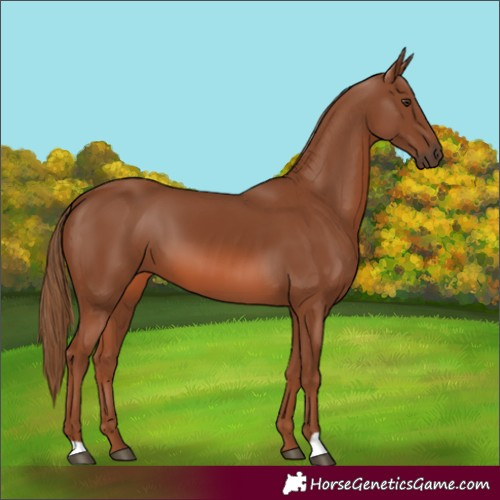 Horse Color:Chestnut 