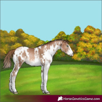 Horse Color:White Spotted Liver Chestnut Pearl