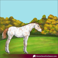 Horse Color:White Spotted Sable Champagne Pearl Near Leopard Rabicano 