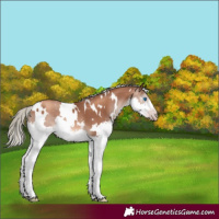 Horse Color:Gray White Spotted Gold Champagne Mushroom Splash 