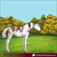 Horse Color:Gray White Spotted Chocolate Palomino Splash Appaloosa 