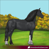 Horse Color:Black Tobiano 