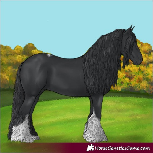 Horse Color:Black Tobiano 