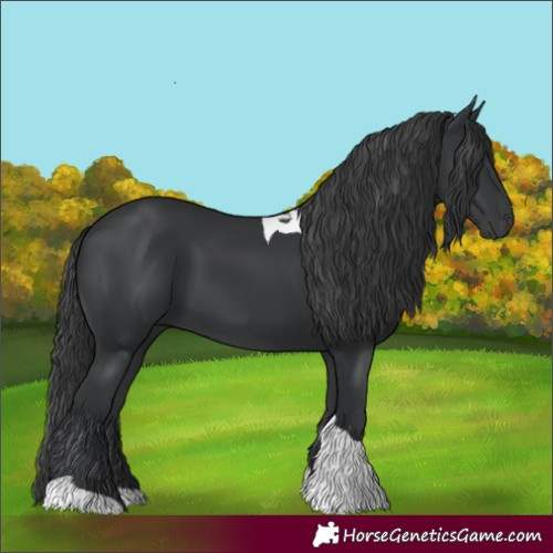 Horse Color:Black Tobiano 