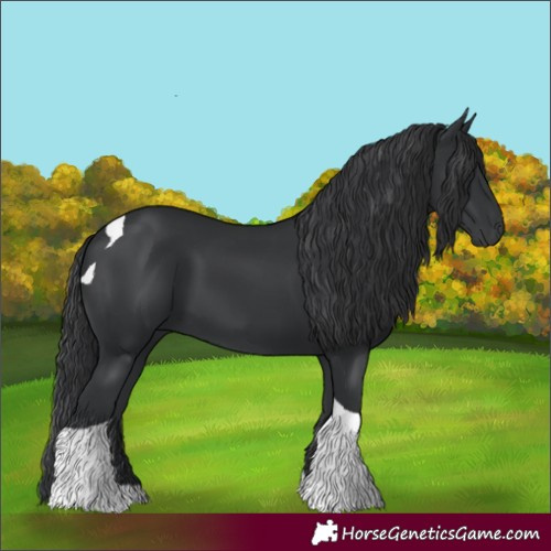 Horse Color:Black Tobiano 