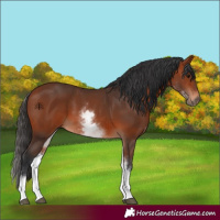 Horse Color:White Spotted Bay 