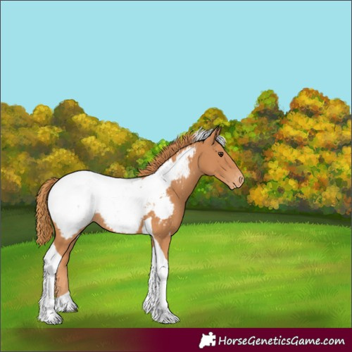 Horse Color:Unknown 