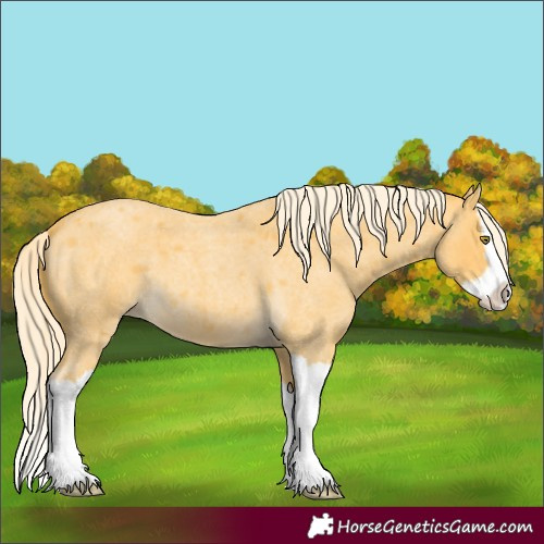 Horse Color:Palomino Roan Splash 