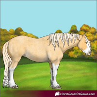 Horse Color:Palomino Roan Splash 