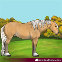 Horse Color:Silver Buckskin 