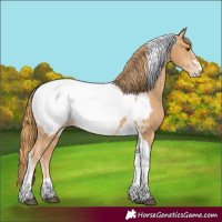 Horse Color:Unknown 