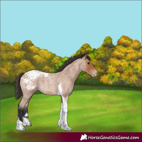 Horse Color:Unknown 