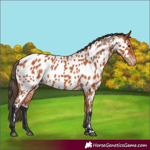 Horse Color:Unknown 