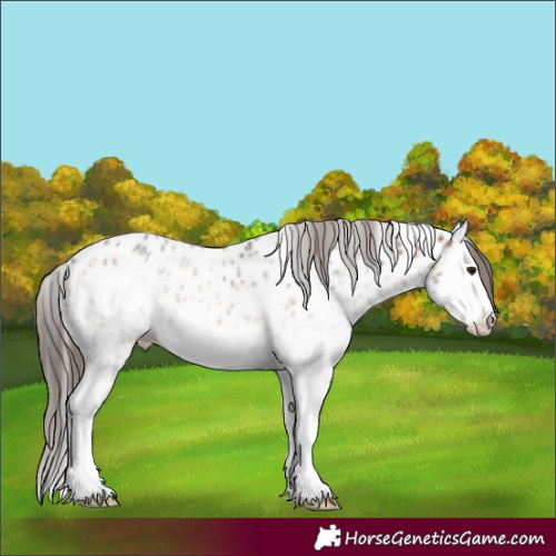 Horse Color:White Spotted Bay Splash Appaloosa 