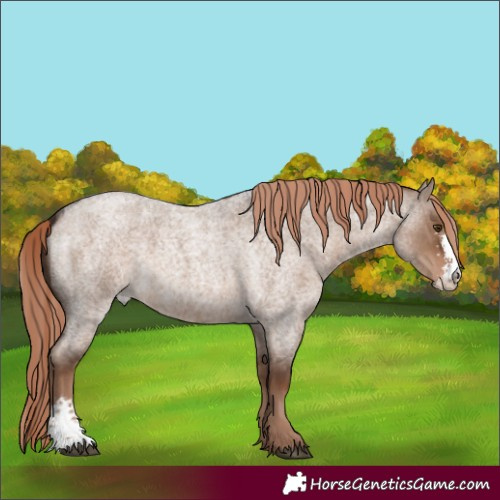 Horse Color:Liver Red Dun Roan Sabino 