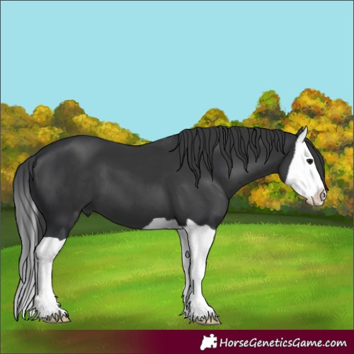 Horse Color:Black Splash 
