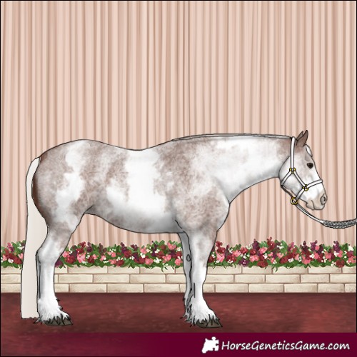 Horse Color:White Spotted Silver Blue Roan 