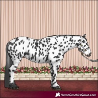 Horse Color:Black Appaloosa 